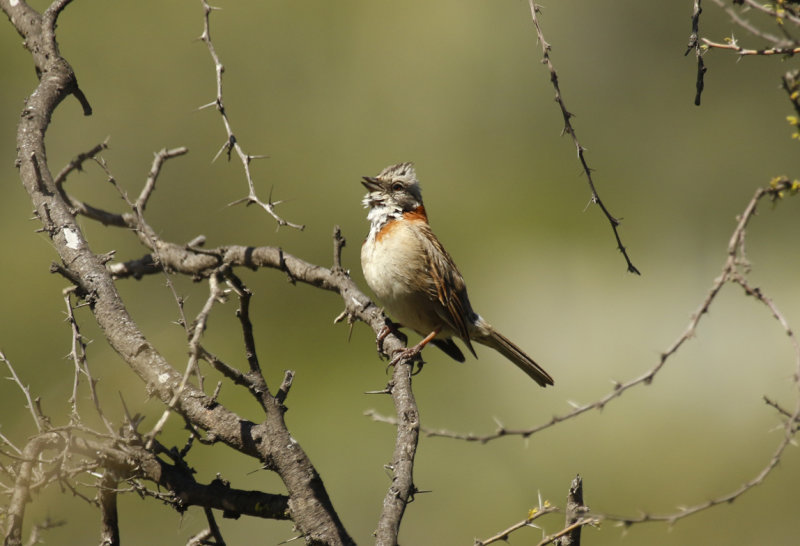 Rufous-collared Sparrow (Zonotrichia capensis) Chile - La Campana NP