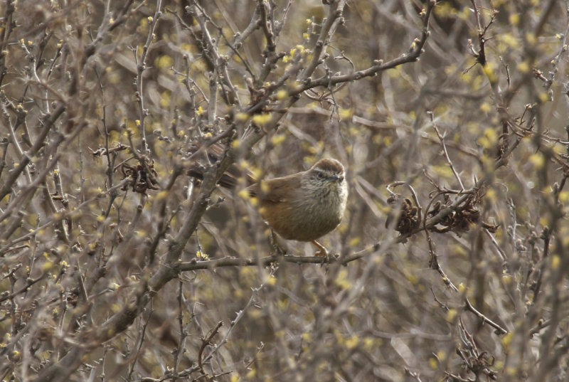 Dusky-tailed Canastero (Pseudasthenes humicola) ENDEMIC Chile - La Campana NP