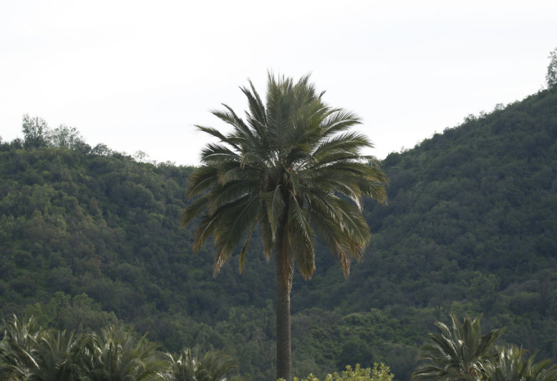 Chilean Palm (Jubaea chilensis) ENDEMIC Chile - La Campana NP