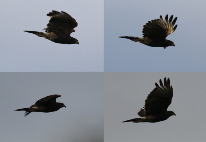 Harris's Hawk (Parabuteo unicinctus unicinctus) Chile - La Campana National Park