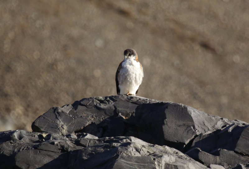 Variable Hawk (Geranoaetus polyosoma ) Chile - Región Metropolitana - El Yeso Valley