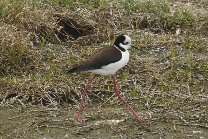 White-backed Stilt (Himantopus melanurus) Chile- Valparaíso - Humedal de Cartagena