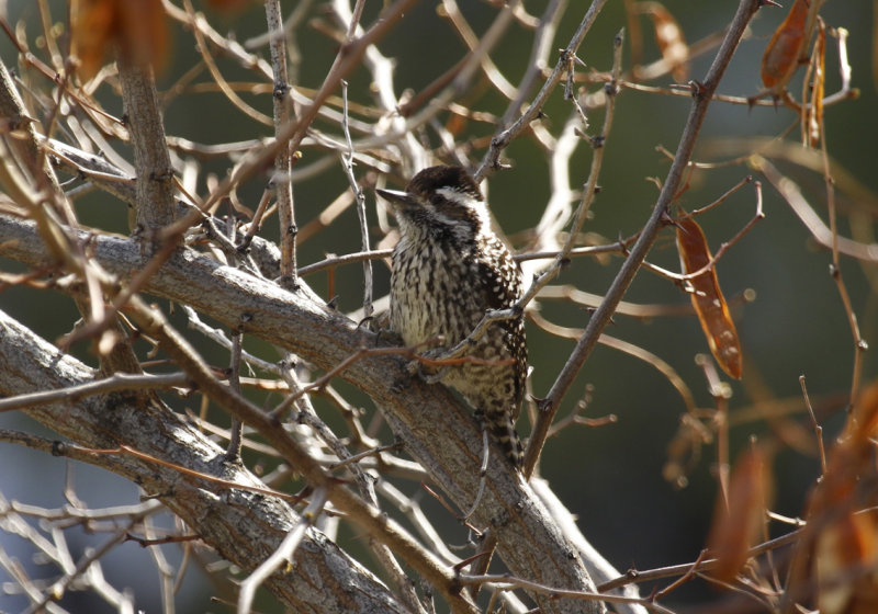 Striped Woodpecker (Veniliornis lignarius) *female* Chile - Región Metropolitana - Parque Cordillera Yerba Loca