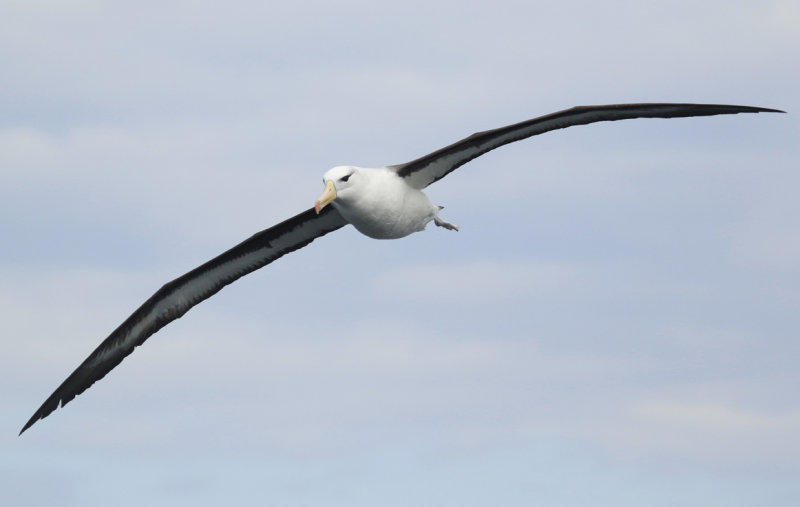 Black-browed Albatross (Thalassarche melanophris) Chile - Valparaíso Pelagic Trip