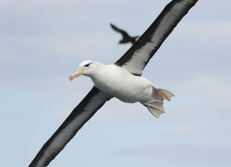 Black-browed Albatross (Thalassarche melanophris) Chile - Valparaíso Pelagic Trip