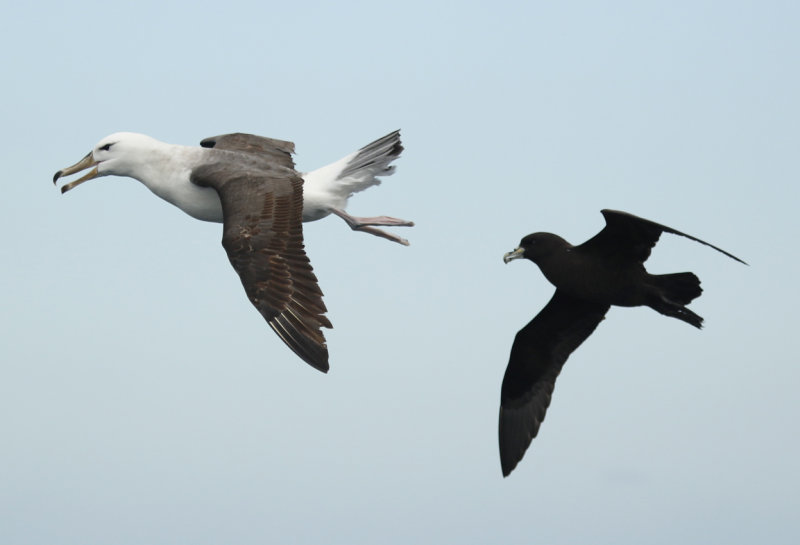 Black-browed Albatross (Thalassarche melanophris) and White-chinned Petrel (Procellaria aequinoctialis) Chile - Valparaíso 