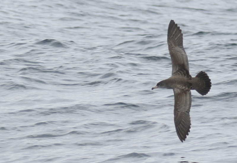 Pink-footed Shearwater (Ardenna creatopus) Chile - Valparaíso Pelagic Trip