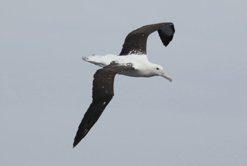 Northern Royal Albatross (Diomedea sanfordi) Chile - Valparaíso Pelagic Trip