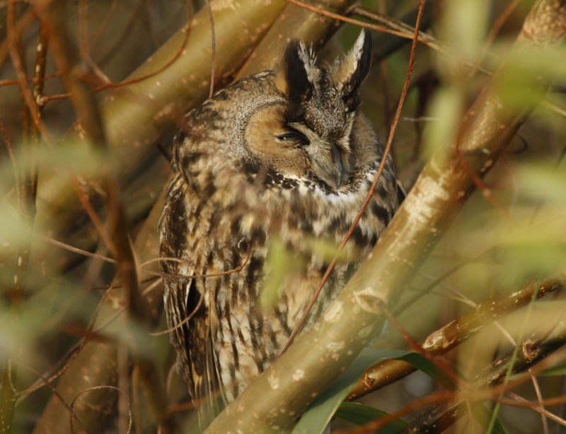 Long-eared Owl (Asio otus) - Zevenhuizerplas