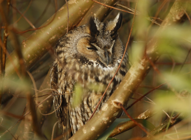 Long-eared Owl (Asio otus) Zevenhuizerplas