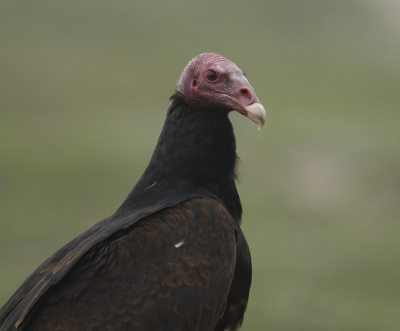 Turkey Vulture ssp jota (Cathartes aura jota) Chile- Valparaíso - Cartagena wetland reserve