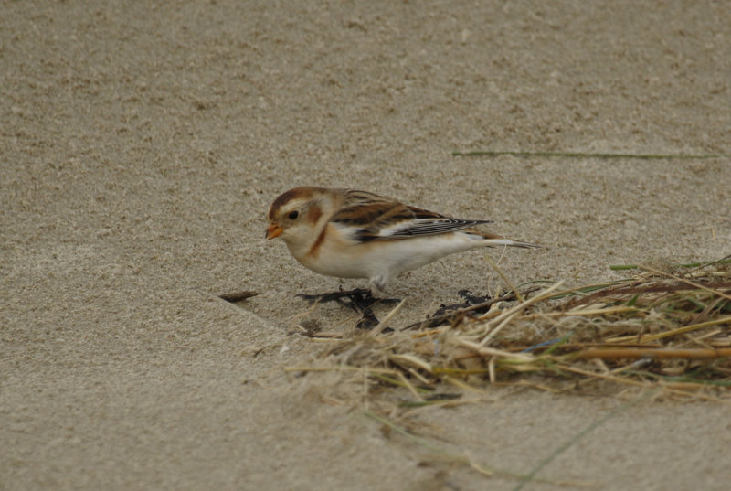 Snow Bunting (Plectrophenax nivalis) Kwade Hoek