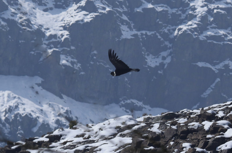Andean Condor (Vultur gryphus) Chile - Región Metropolitana - Parque Cordillera Yerba Loca