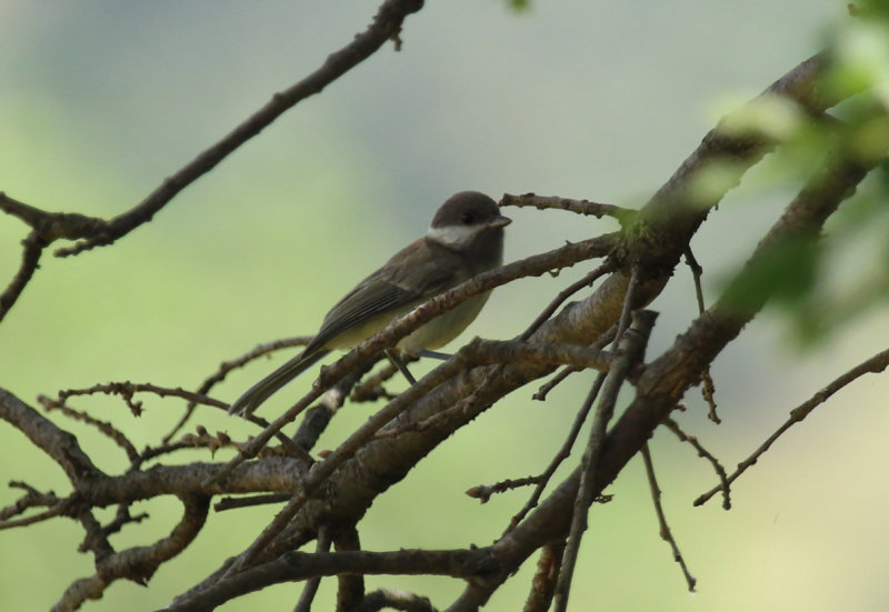 Sombre Tit (Poecile lugubris lugens) Greece - Evia Island