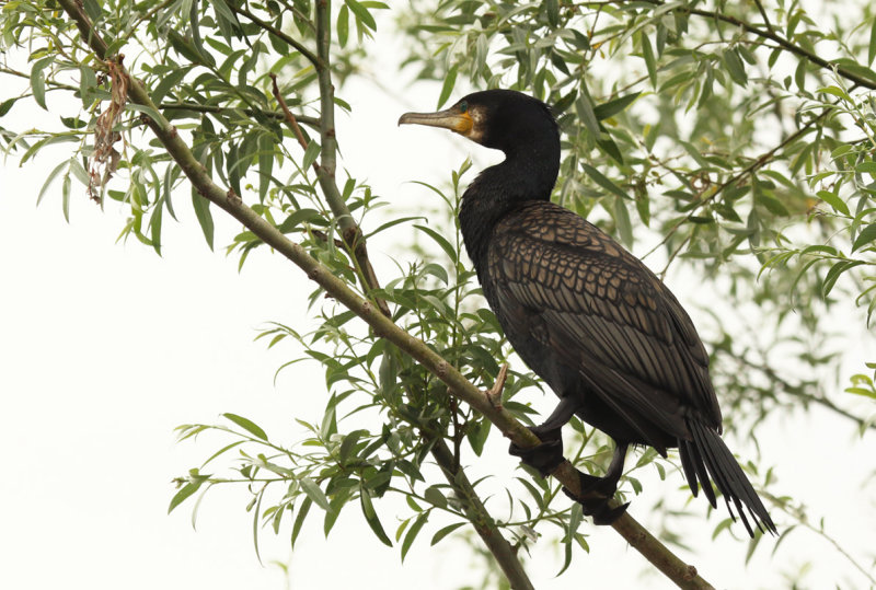 Great Cormorant (Phalacrocorax carbo) Greece - Central Macedonia - Lake Kerkini