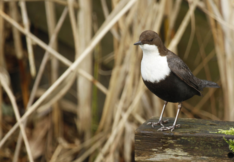 Black-bellied Dipper (Cinclus cinclus cinclus) Papendrecht ZH
