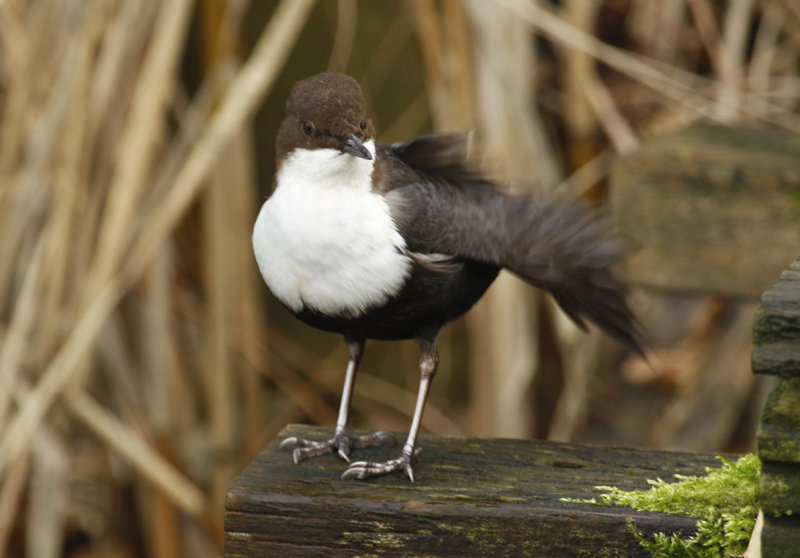 Black-bellied Dipper (Cinclus cinclus cinclus) Papendrecht ZH