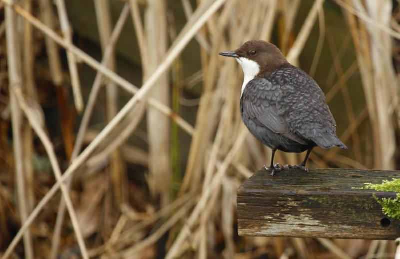 Black-bellied Dipper (Cinclus cinclus cinclus) Papendrecht ZH