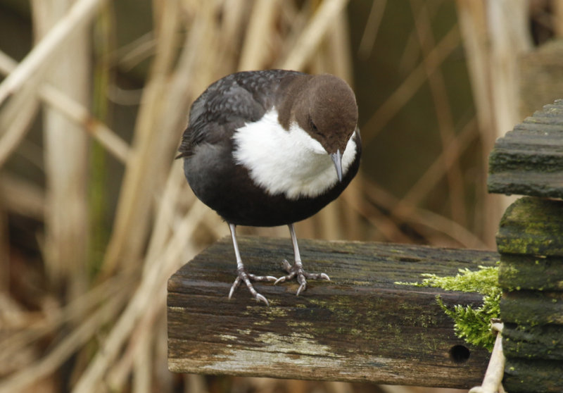 Black-bellied Dipper (Cinclus cinclus cinclus) Papendrecht ZH