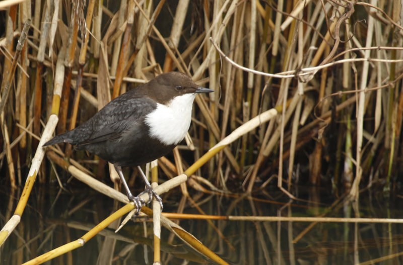 Black-bellied Dipper (Cinclus cinclus cinclus) Papendrecht ZH