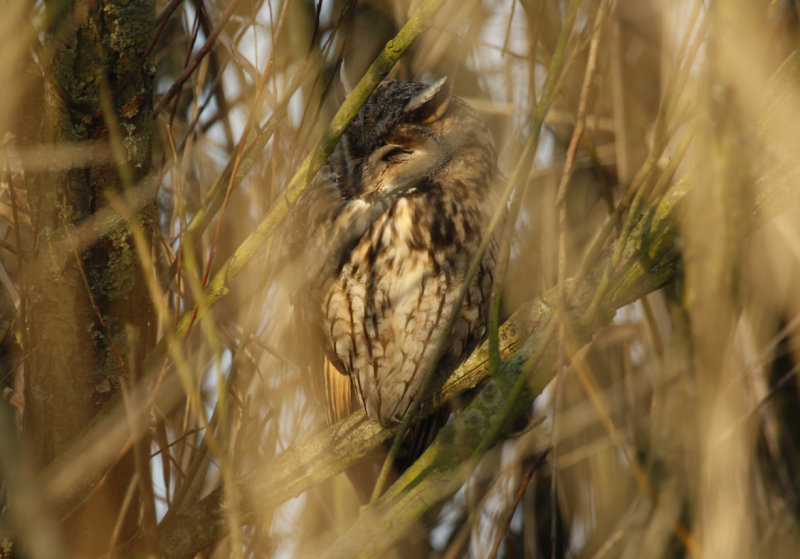 Long-eared Owl (Asio otus) - Zevenhuizerplas