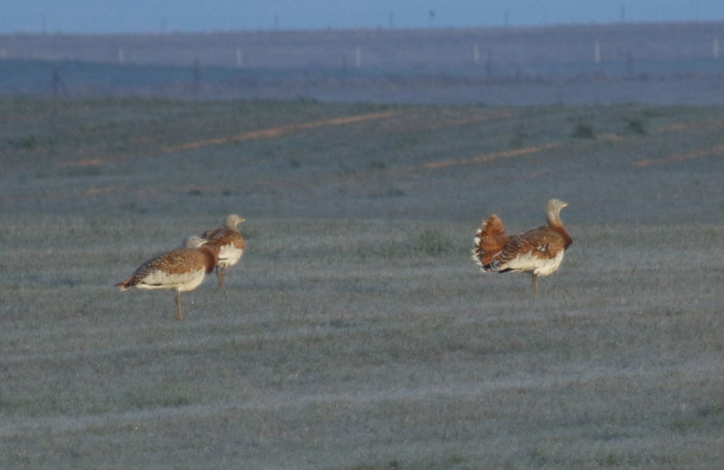 Great Bustard (Otis tarda) Spain - Castile La Mancha