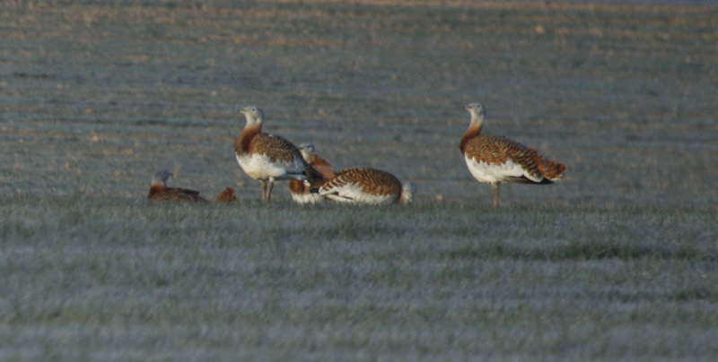 Great Bustard (Otis tarda) Spain - Castile La Mancha