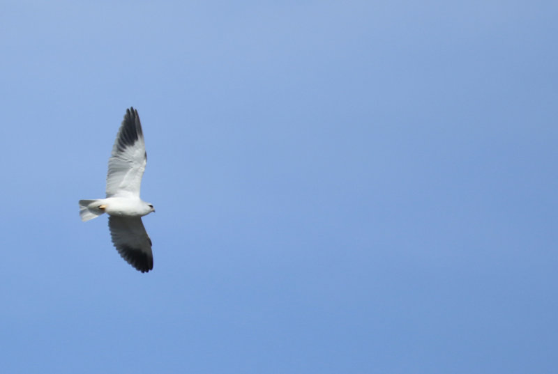 Black-winged Kite (Elanus caeruleus) Spain - Cáceres