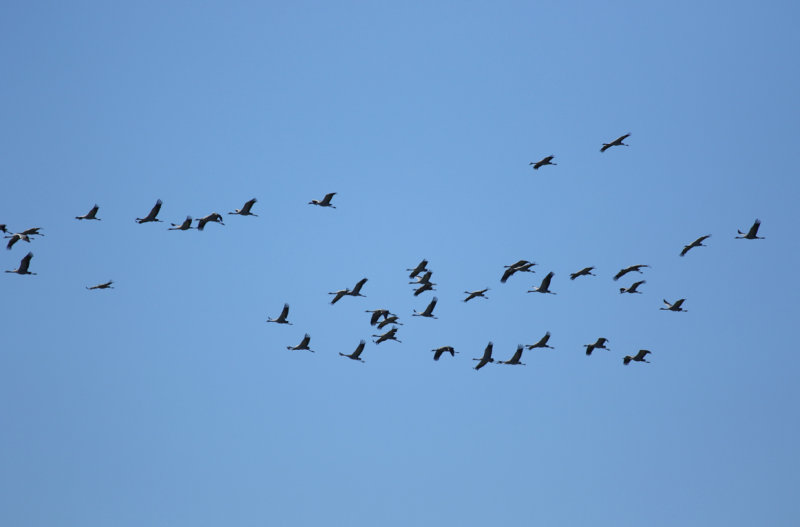 Common Crane (Grus grus) Spain - Calzada de Oropesa