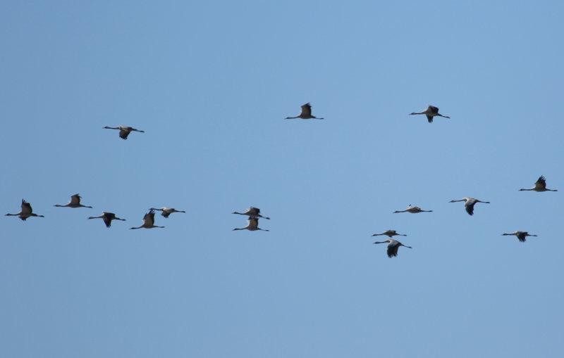 Common Crane (Grus grus) Spain - Calzada de Oropesa