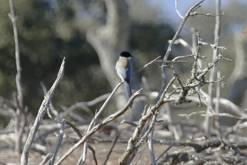 Iberian Magpie (Cyanopica cooki) Spain - Oropesa
