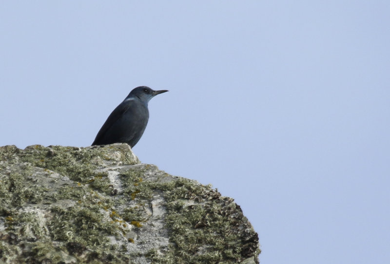 Blue Rock Thrush (Monticola solitarius) Spain - Toril