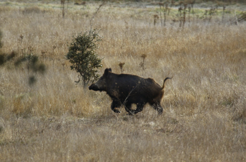 Iberian Wild Boar (Sus scrofa baeticus) Spain - Oropesa