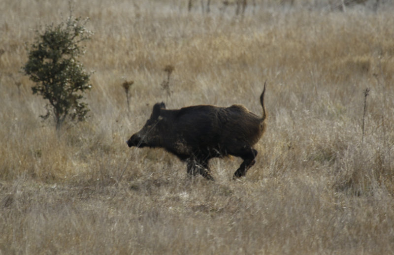 Wild Boar (Sus scrofa) Spain - Oropesa