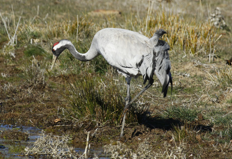 Common Crane (Grus grus) Spain - Calzada de Oropesa