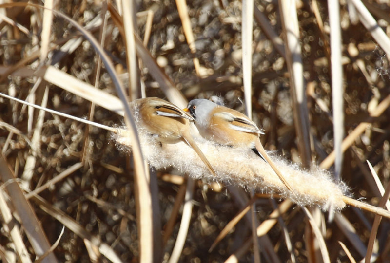 Bearded Reedling (Panurus biarmicus) Spain - Daimiel, Laguna de Navaseca