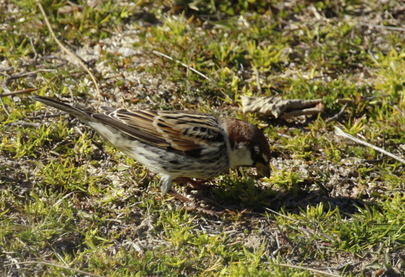 Spanish Sparrow (Passer hispaniolensis) Spain - Oropesa