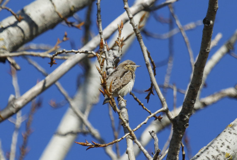 Eurasian Wryneck (Jynx torquilla) Spain - Calzada de Oropesa