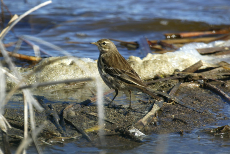 Water Pipit (Anthus spinoletta) Spain - Daimiel - Laguna de Navaseca