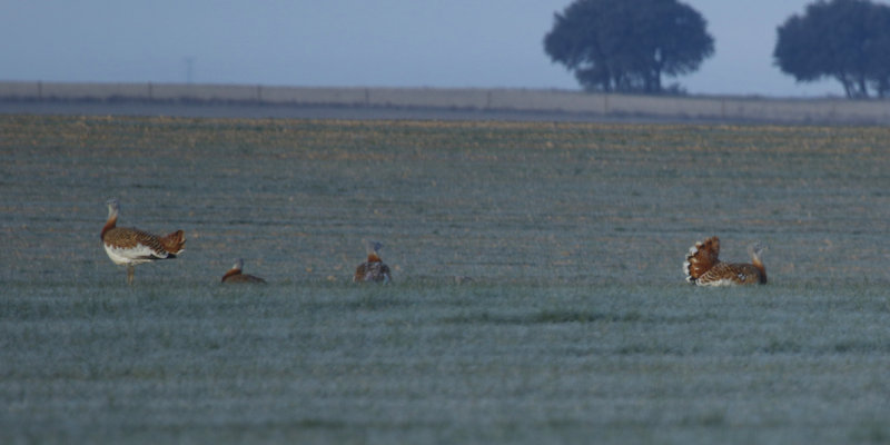 Great Bustard (Otis tarda) Spain - Castile La Mancha