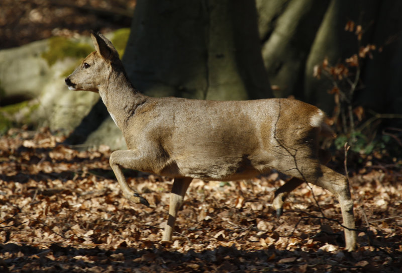 European Roe Deer (Capreolus capreolus)