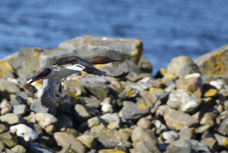 Red-breasted Merganser (Mergus serrator) Oostvoorne - Oostvoornse Meer