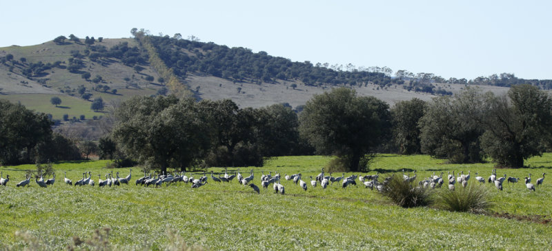 Common Crane (Grus grus) Spain - Calzada de Oropesa