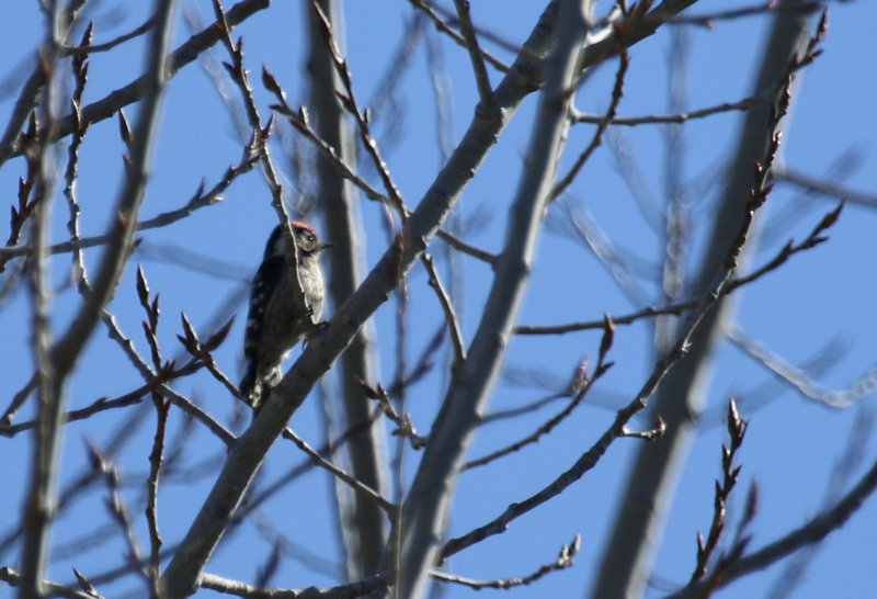 Lesser Spotted Woodpecker (Dryobates minor) Spain - Calzada de Oropesa
