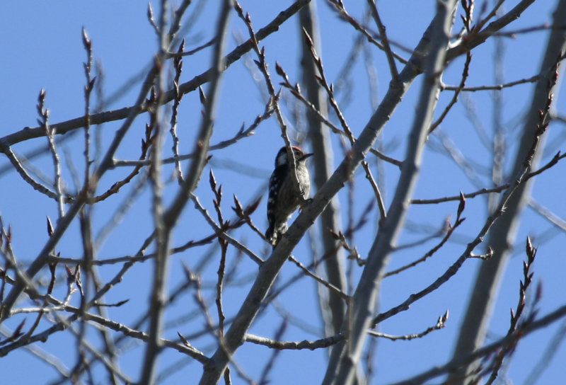 Lesser Spotted Woodpecker (Dryobates minor) Spain - Calzada de Oropesa