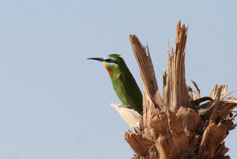 Blue-cheeked Bee-eater (Merops persicus chrysocercus) Morocco - Rissani