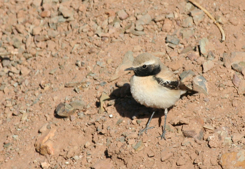Desert Wheatear (Oenanthe deserti homochroa) Male - Morocco - Ferkla Es-Soufla