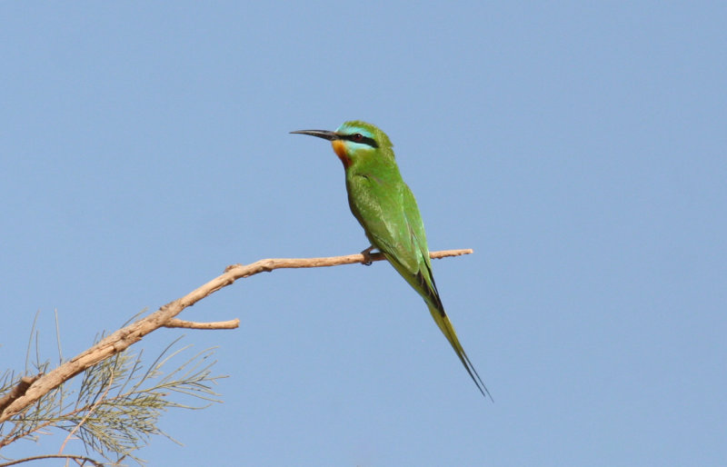 Blue-cheeked Bee-eater (Merops persicus chrysocercus) Morocco - Rissani