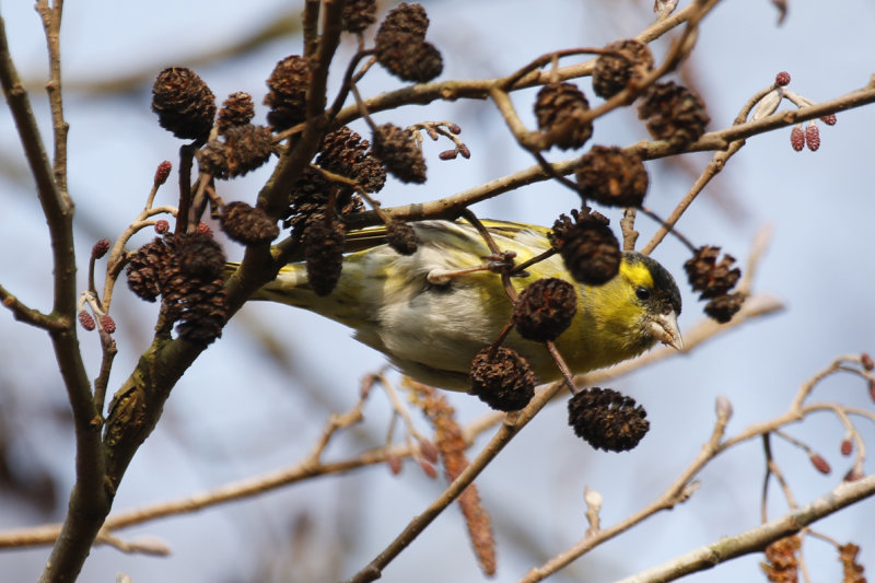 Eurasian Siskin (Spinus spinus) Ackerdijksche Plassen