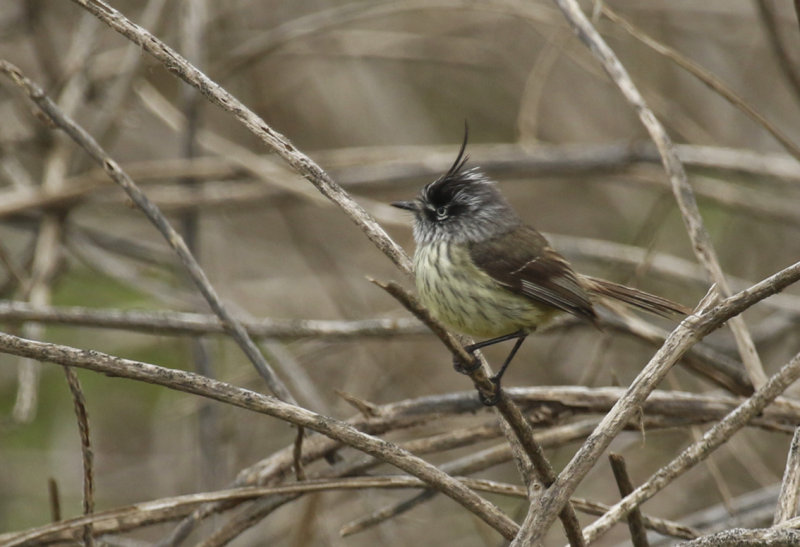 Tufted Tit-Tyrant (Anairetes parulus) Chile - Valparaíso Region - Maipo Nature Reserve